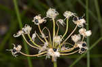 Little River Canyon onion